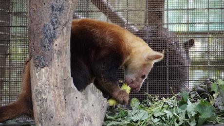 Weimang Tree Kangaroo eating a banana in captivity of the TCA base
