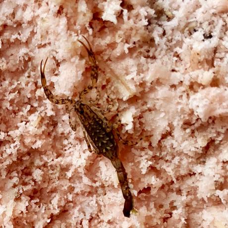 Scorpion