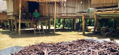 Vanilla dried in the sun