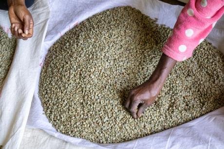 Sorting coffee beans