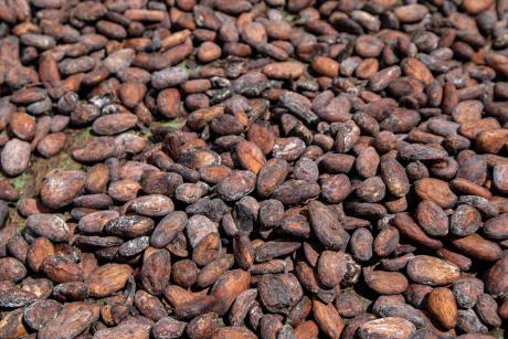 Cacao beans