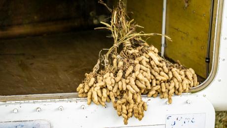 Bunch of peanuts on cargo pod of P2-MAG C208.