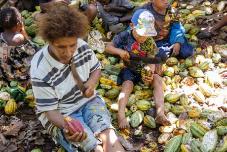 Cacao plants and female workers