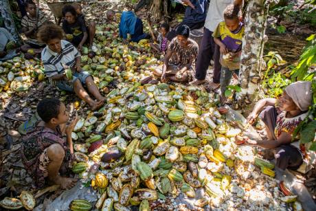Cacao plants and female workers