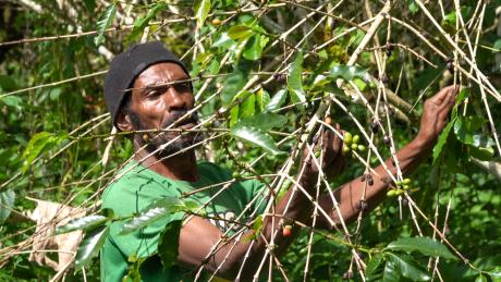 Harvesting cash crops