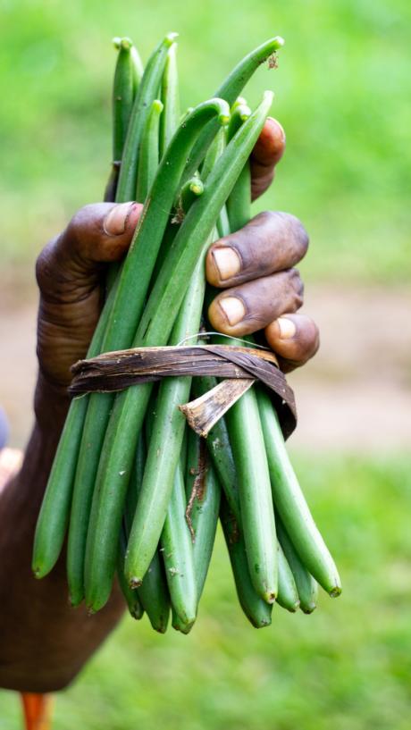 Growing vanilla
